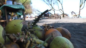 jogjapicnic_kwaru_kelapa